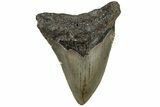 Bargain, 3.13" Fossil Megalodon Tooth - North Carolina - #200683-1